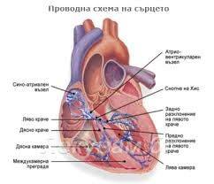 Възбудно – проводна система на сърцето (cardiac exciting – conduction ...